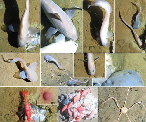 Life in the deepest trench of the ocean