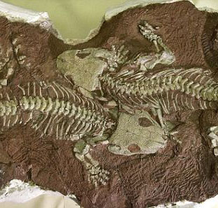 Life of 250 million years was wiped out by volcanoes