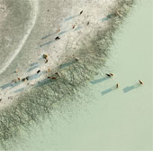 Life of wildlife in the salt basin