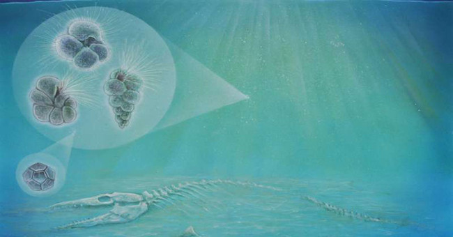 Life revives strangely in the dinosaur crater