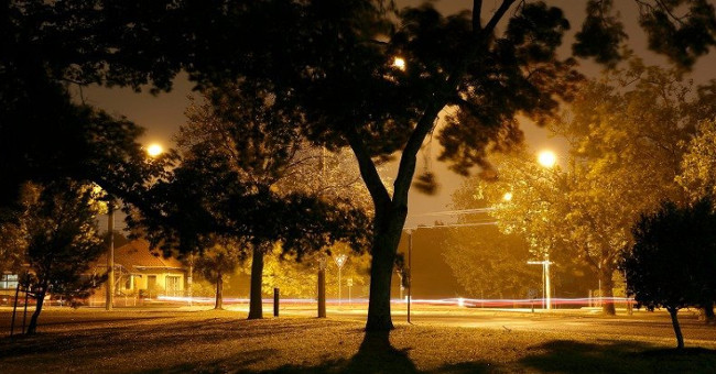 Light pollution can cause spring to arrive 1 week early