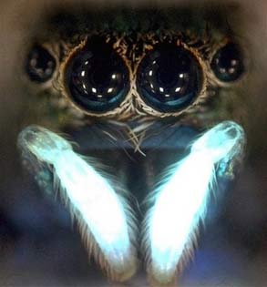 Light stimulates sexual desire in spiders