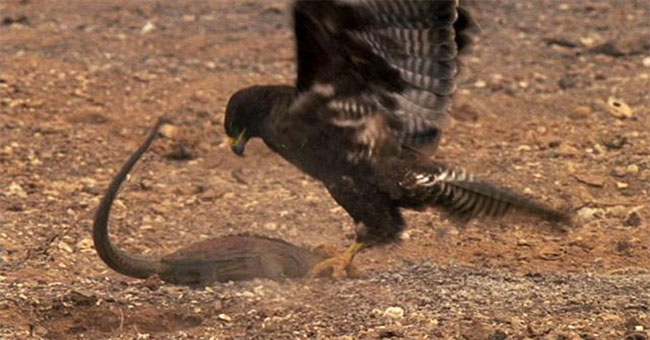 Lightning fast attack of hawks with South American dragons