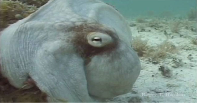 Lightning-fast octopus is amazing