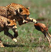 Like a cheetah to hunt