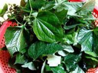 Lime leaves, medicinal plants