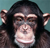 Limit the use of chimpanzees in research projects