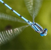 Limitation of insects and climate change