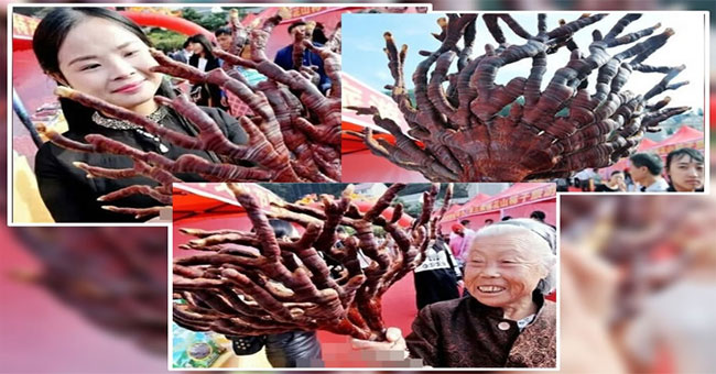Lingzhi deer velvet thousand years in China