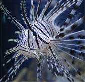 Lion fish threatens the Atlantic Ocean