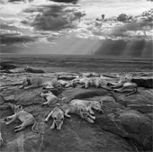 Lion photos resting on international awards