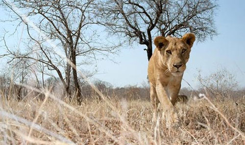Lion 'steals' video cameras