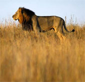 Lions are disappearing in West Africa
