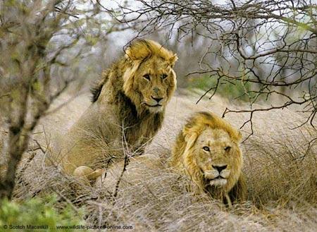 Lions can become extinct because of lack of food