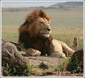 Lions in Kenya are about to become extinct