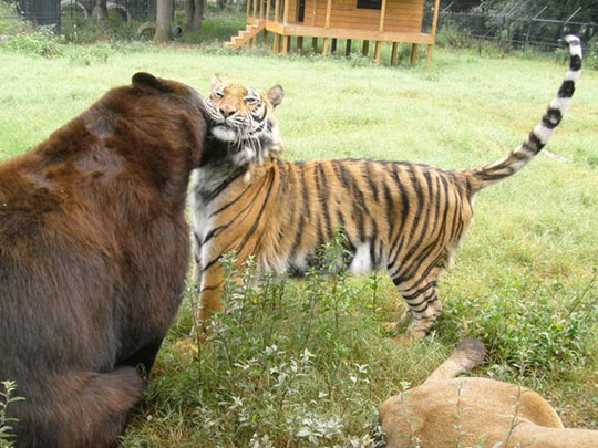 Lions, tigers, bears ... cuddling