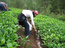 Lipomycin M - Moisturizer for soil