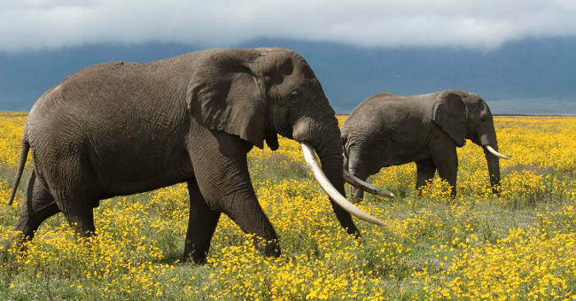 List of the most exotic animals 'little boy'