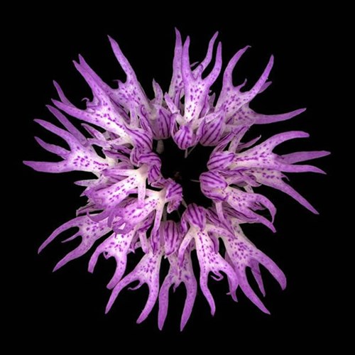 Listed 10 most monstrous flowers on the planet