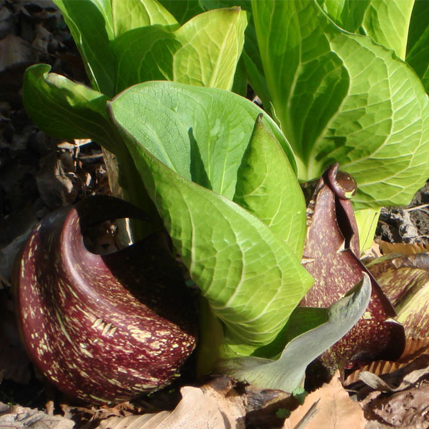Listed 7 species of 'most smelly' flowers in the world