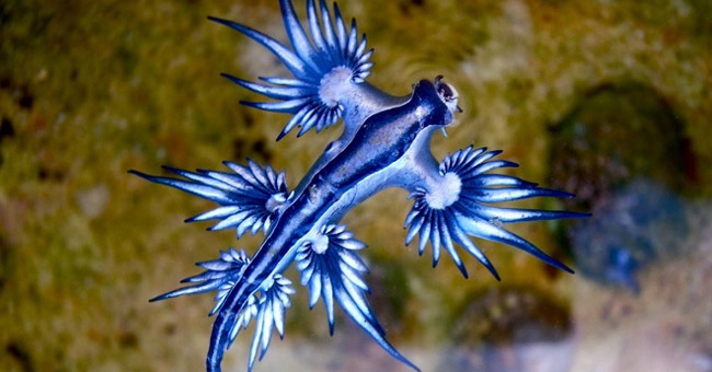 Listed animals that are shaped like mythical characters