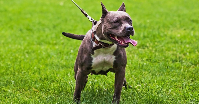 Listed the most dangerous dogs in the world