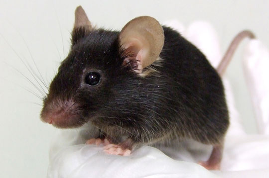 Listen to mice 'sing' like birds