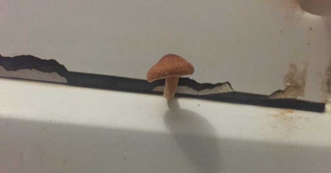 Listening to the people of the net, the Japanese boy was always drinking wild mushrooms growing in the bathroom