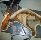 Little 3-year-old dinosaur drowned