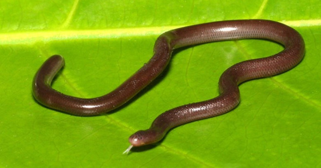 Little is known about Vietnam's tiny worm worm