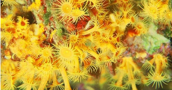 Little known 'botanical' pitfalls
