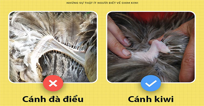 Little known facts about kiwi birds
