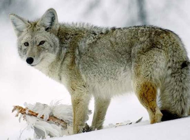 Little known facts about wolves