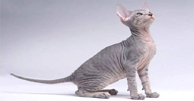 Little Peterbald, the cat of the Petersburg region