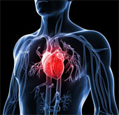 Little things to know about the human heart
