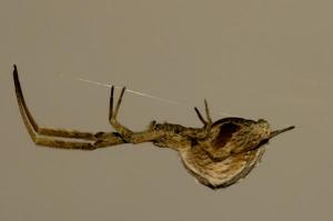 Live spiders hang upside down to save energy