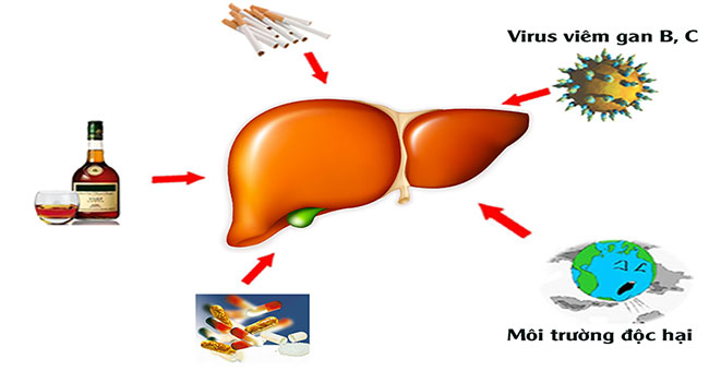 Liver enzymes are high and how to reduce them without medication