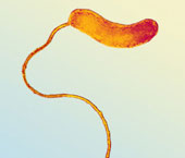 'Living antibiotics' from bacteria