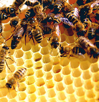 Living 'loose' to avoid extinction?