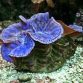 'Living wonders' in the Spratly Sea (1)