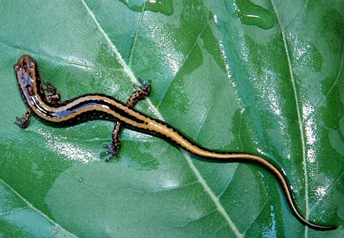 Lizard and salamanders: hear with ... lungs
