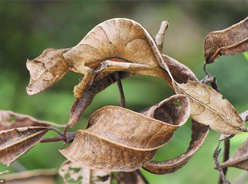 Lizard camouflage autumn leaves