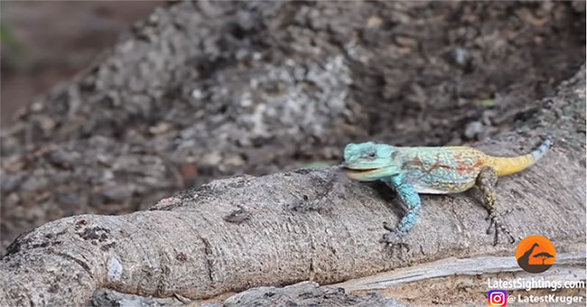 Lizard catches insects on trees