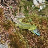 Lizard has stealth ability