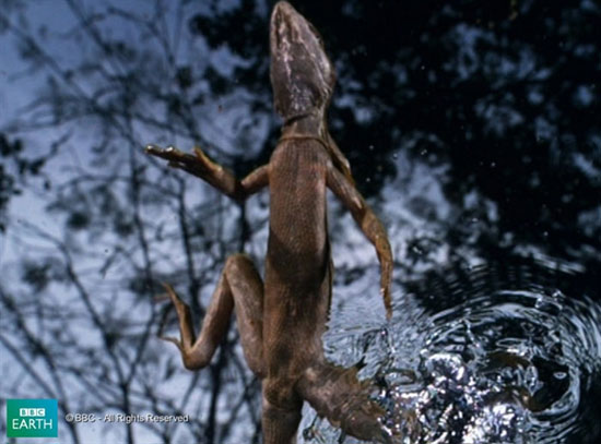 Lizard scorns on the water