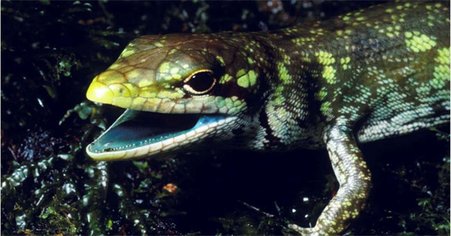 Lizard species are green and extremely poisonous