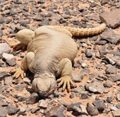Lizard used to be in the Arab diet?