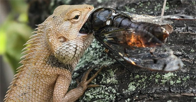 Lizards change their eating habits when the climate rises 2 degrees Celsius