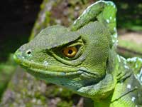 Lizards roam the water