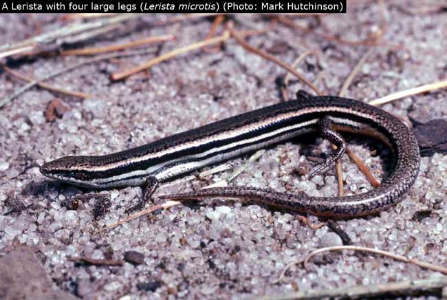 Lizards spend variable